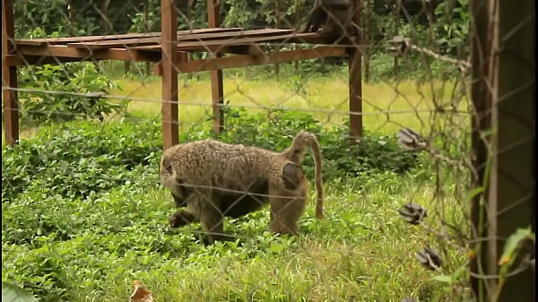 Beauty In Black: Stunning and spectacular babe sucks a huge cock before getting pounded from behind