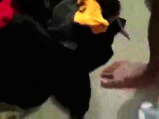 Amateur Asian Creampie Doggy Style